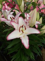 [4219 The Edge No02.JPG]